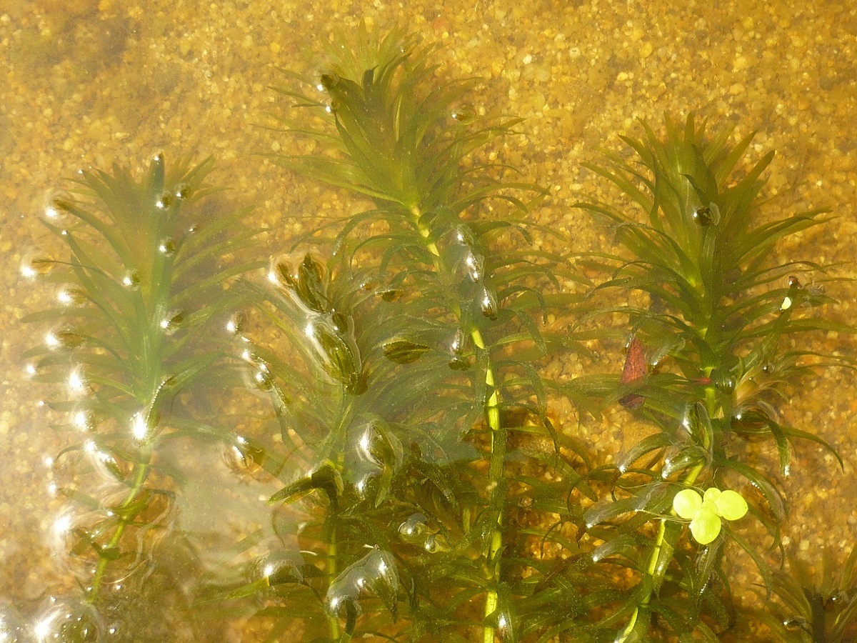 Egeria densa (Hydrocharitaceae)